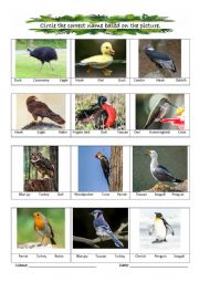 English Worksheet: BIRDS MATCHING GAMES