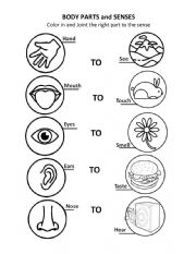 English Worksheet: Parts of the Body and SENSES