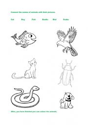 Animals colouring