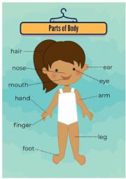 English Worksheet: Parts of Body