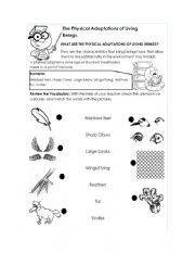 English Worksheet: Physical Adaptations Animals 