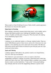 English Worksheet: Ladybugs
