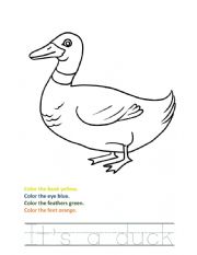 English Worksheet: Duck Reading Writing and Coloring