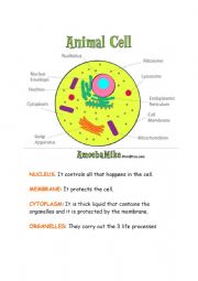English Worksheet: Animal and plant cell
