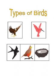 English Worksheet: Types of Birds