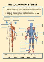 Our locomotor system