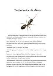 English Worksheet: The Fascinating Life of Ants