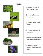 English Worksheet: Forest Animals