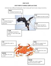 English Worksheet: Parts of a crab and bird