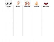 English Worksheet: Body Parts