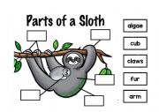 Sloth body parts