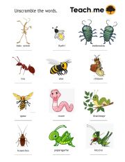 English Worksheet: INSECTS vocabulary