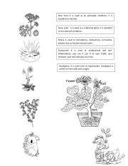 English Worksheet: MEDICINAL PLANTS