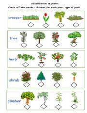 English Worksheet: CLASSIFICATION OF PLANTS