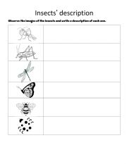English Worksheet: insects desription