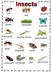 English Worksheet: insects in english 