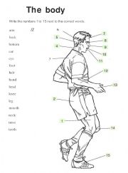 English Worksheet: body parts