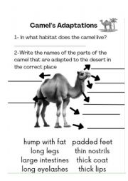 English Worksheet: Camel�s Adaptations