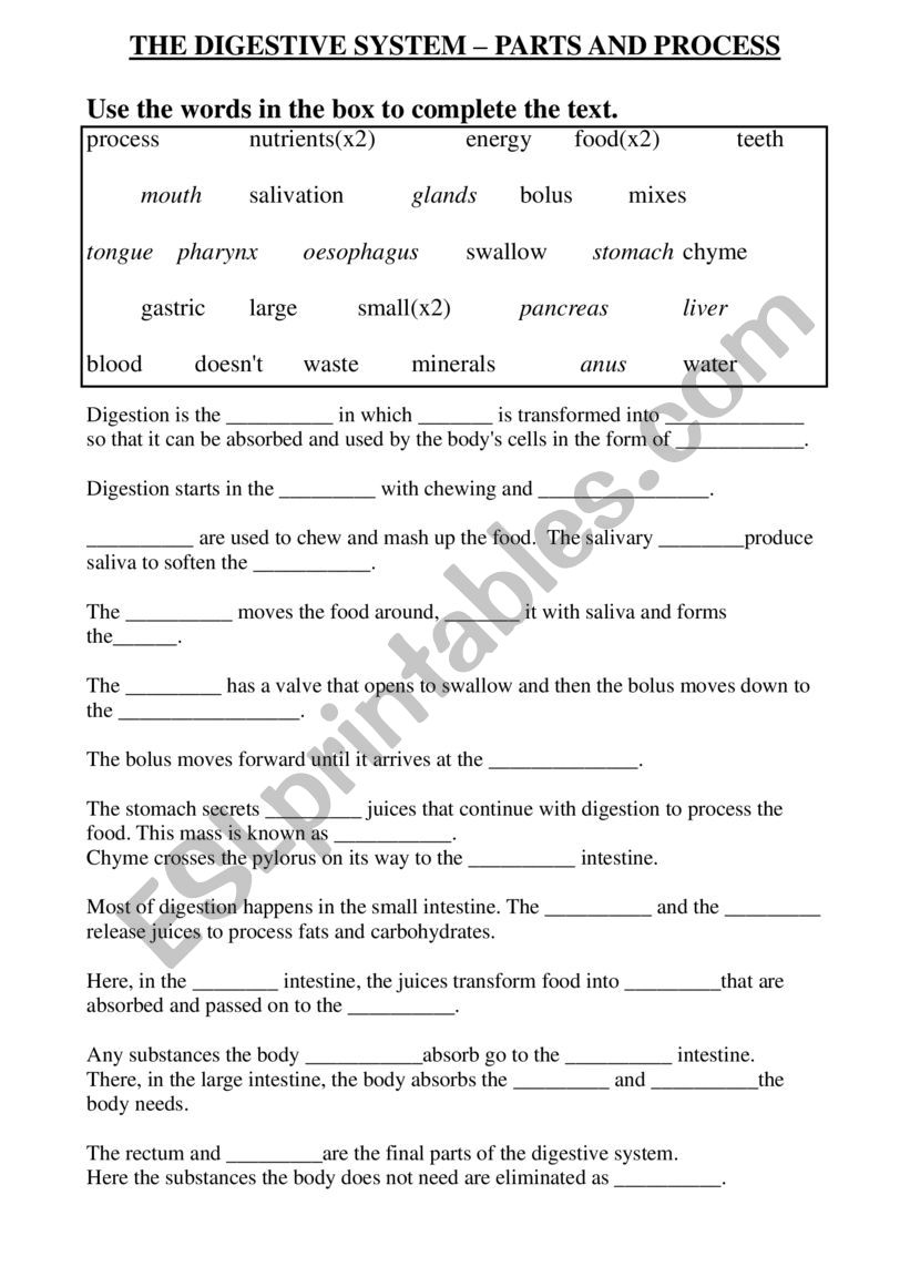 The process of digestion worksheet