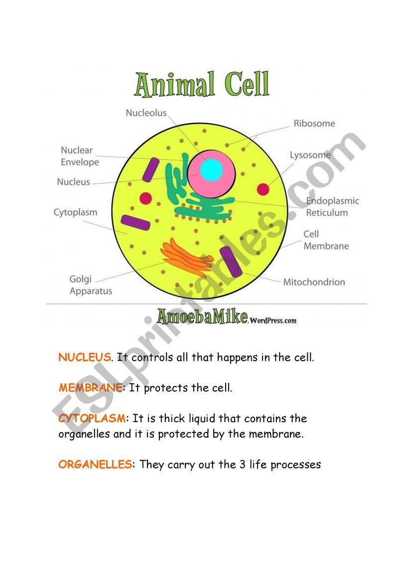 Animal and plant cell - ESL worksheet by teresahmariah Pertaining To Animal And Plant Cells Worksheet