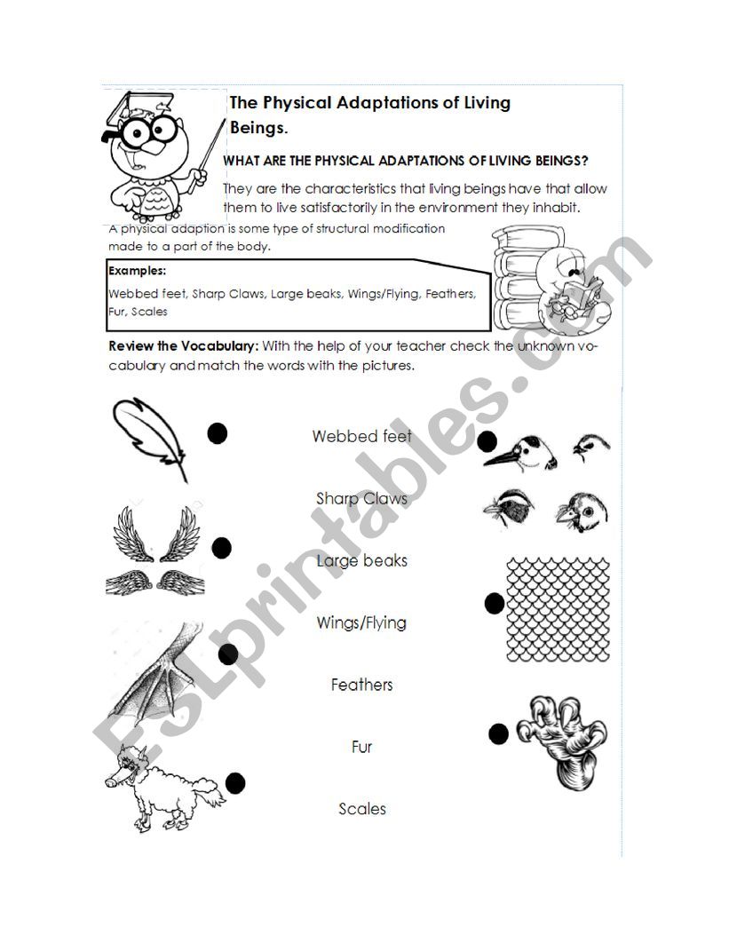 Physical Adaptations Animals  worksheet