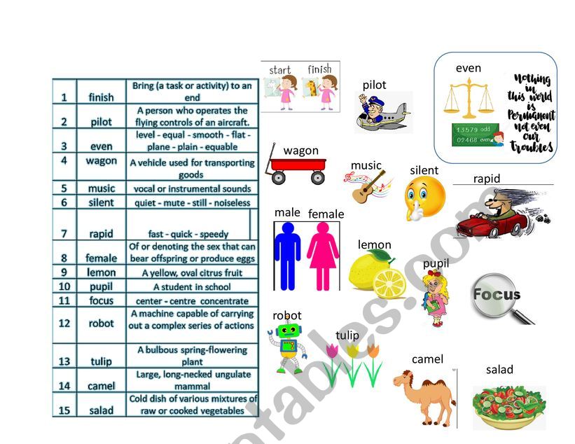 Vocabulary - ESL worksheet by dianely96