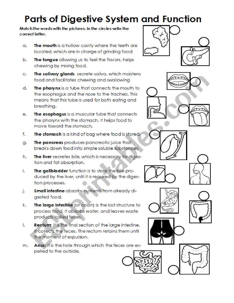 Parts of digestive system worksheet