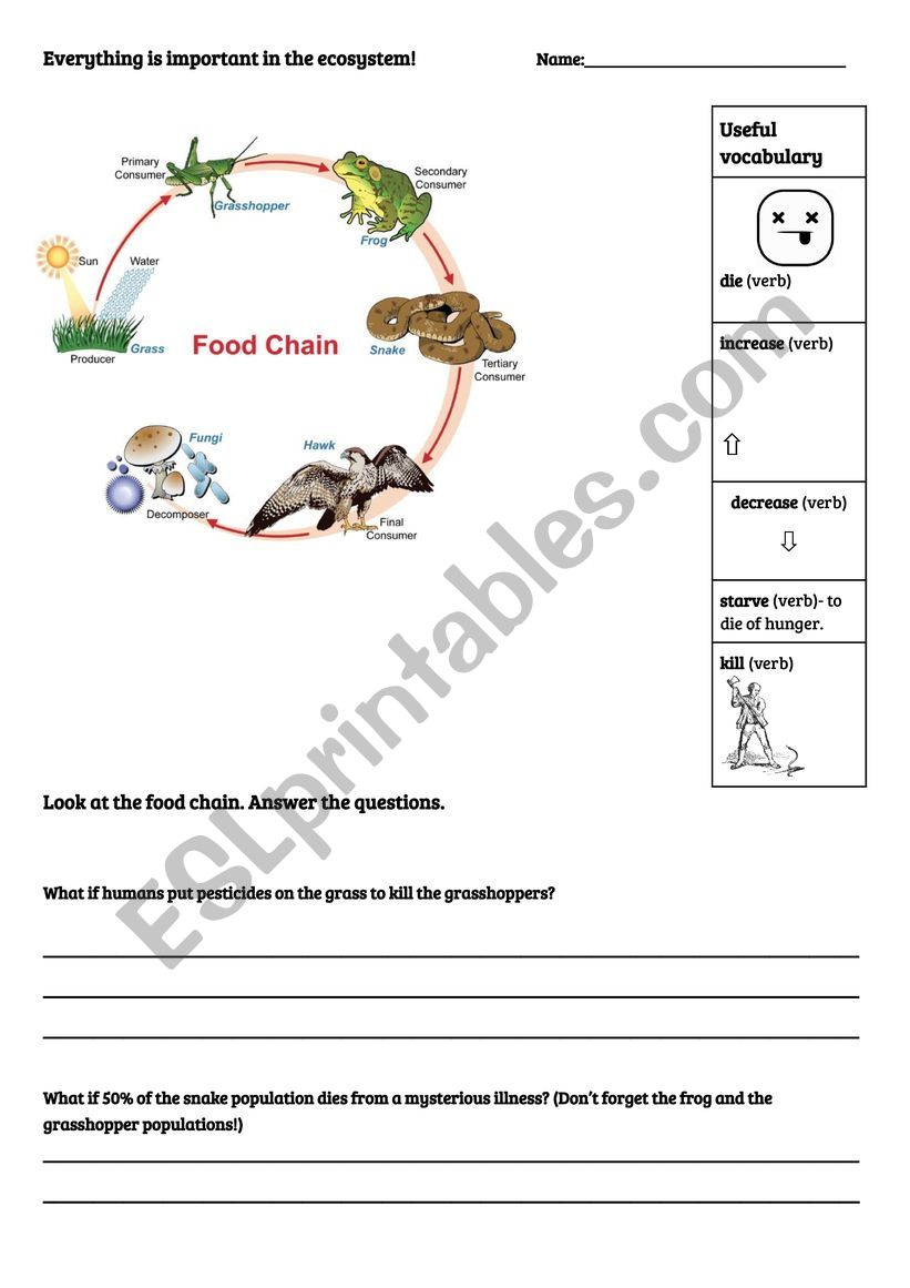 Food Chains  What if... worksheet