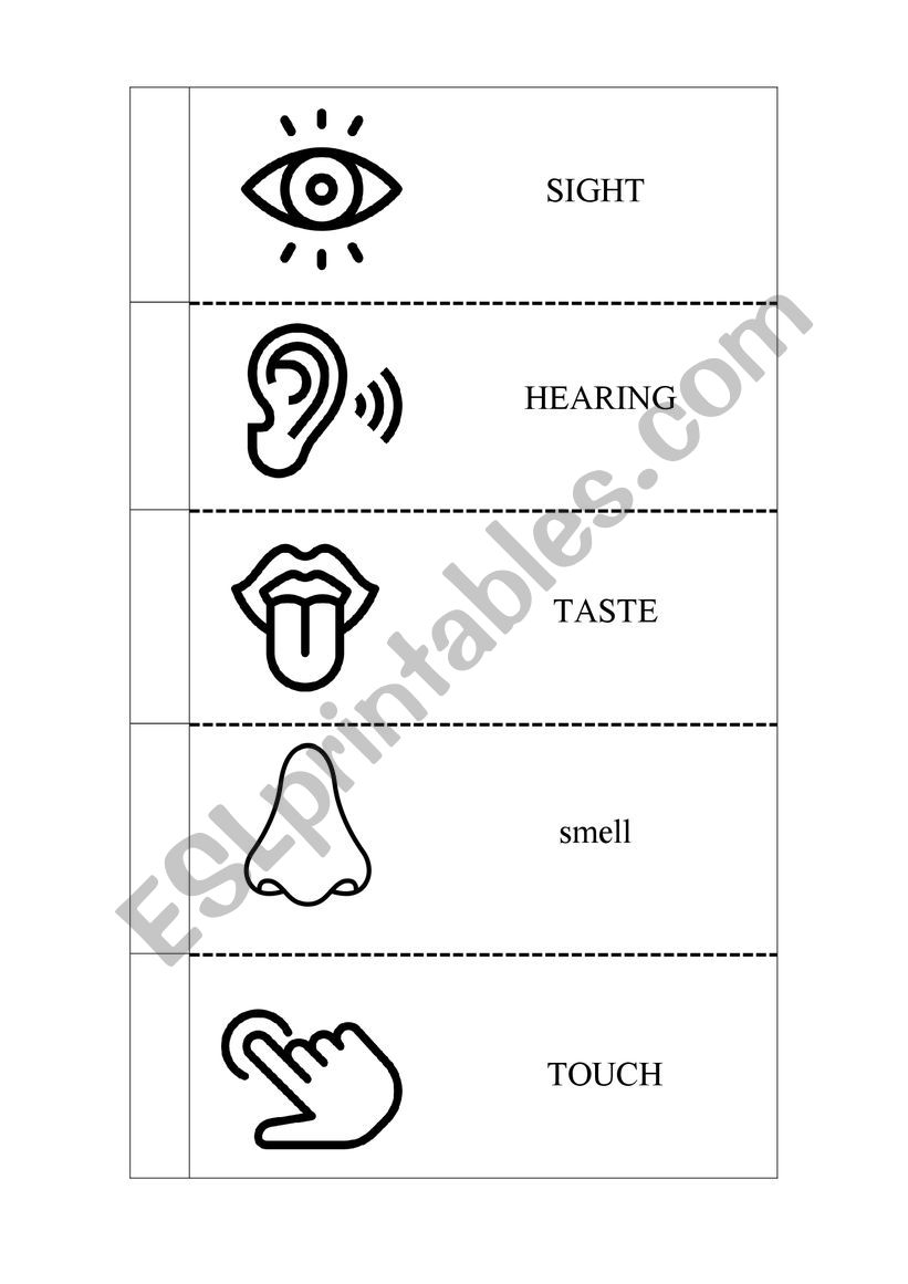 5 senses worksheet