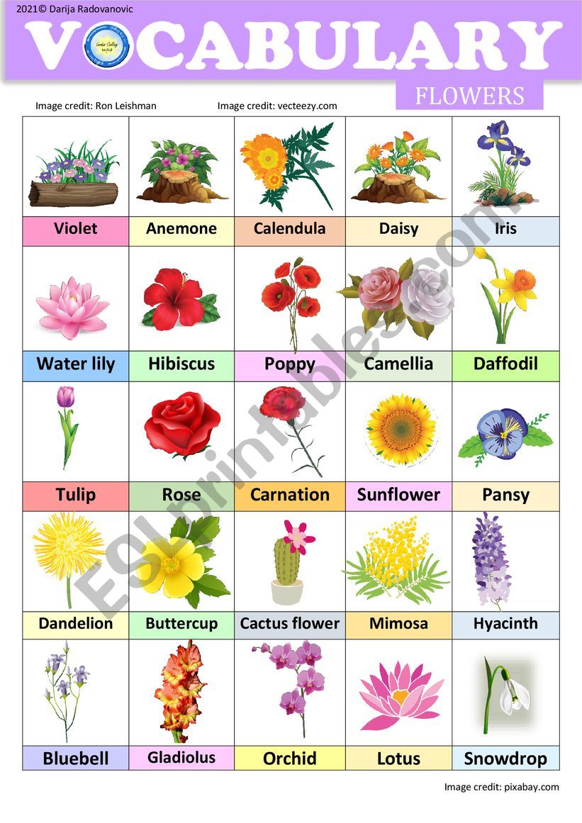 Flowers - Vocabulary worksheet