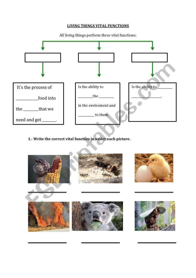 LIVING THINGS VITAL FUNCTIONS worksheet