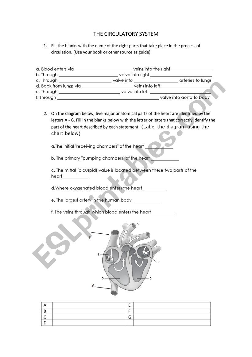 CIRCULATION THROUGH THE HEART worksheet