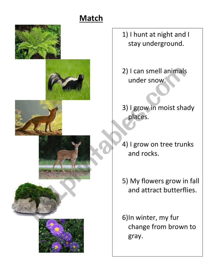 Forest Animals worksheet