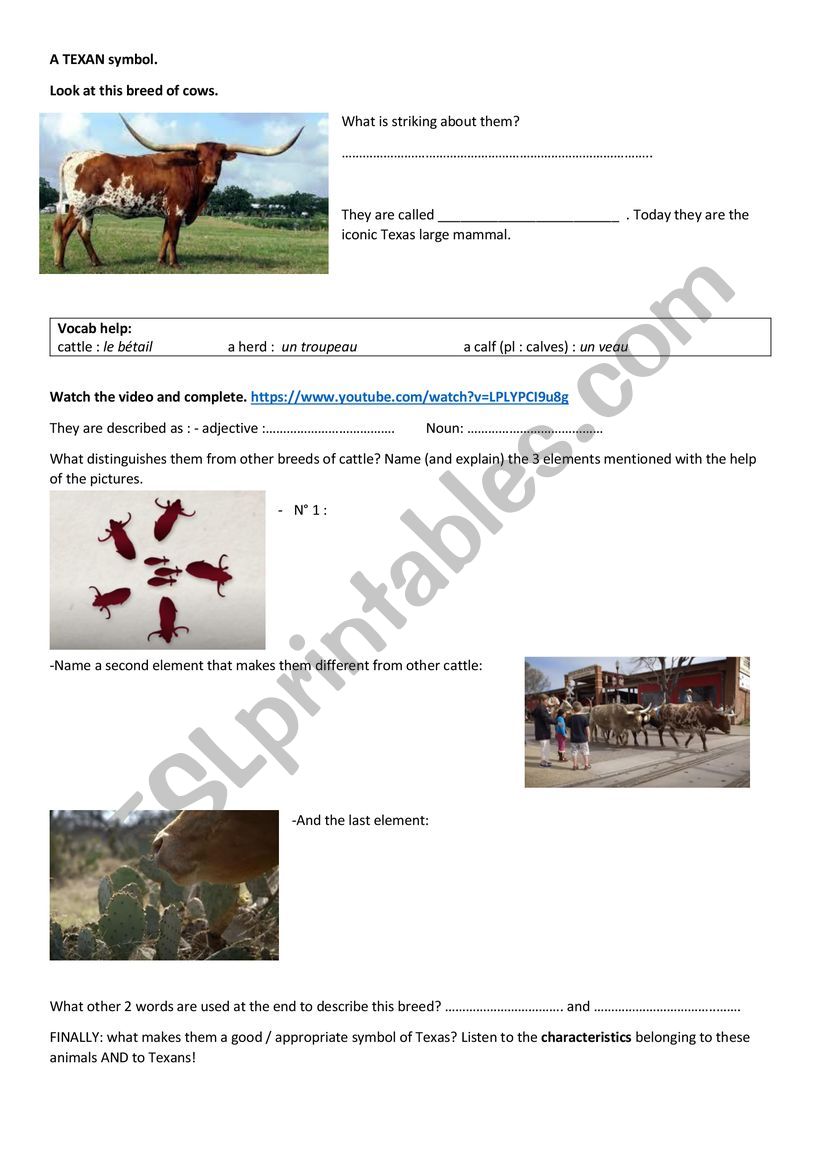 Longhorns, a symblol of Texas worksheet