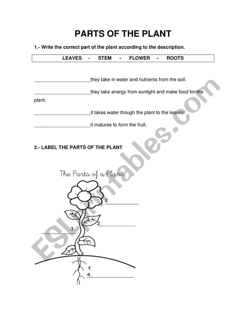 part of palant - ESL worksheet by Furqan Nur Alam