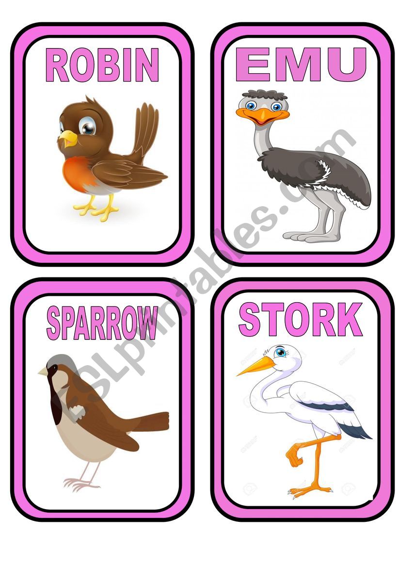 birds flashcards worksheet