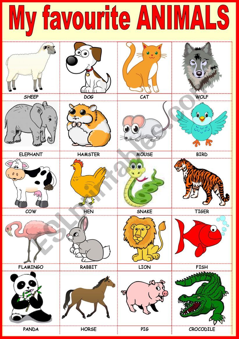 My favourite animals worksheet