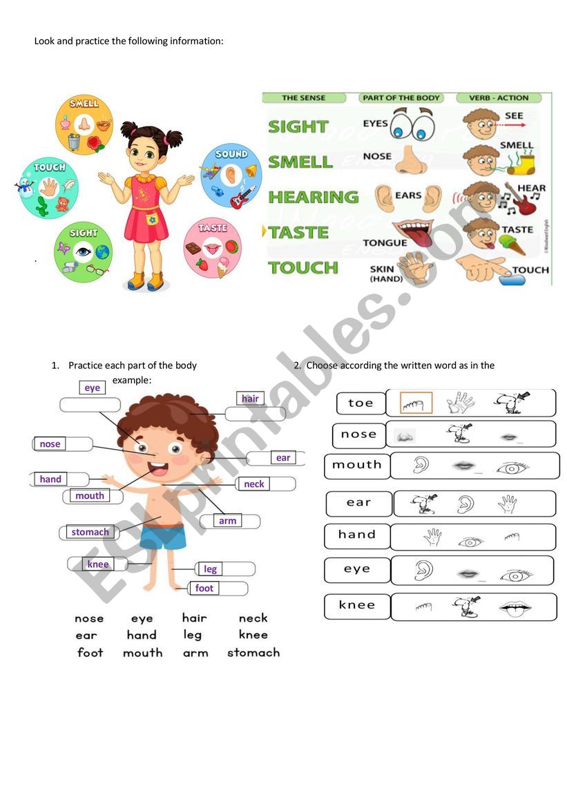 primary body parts worksheet