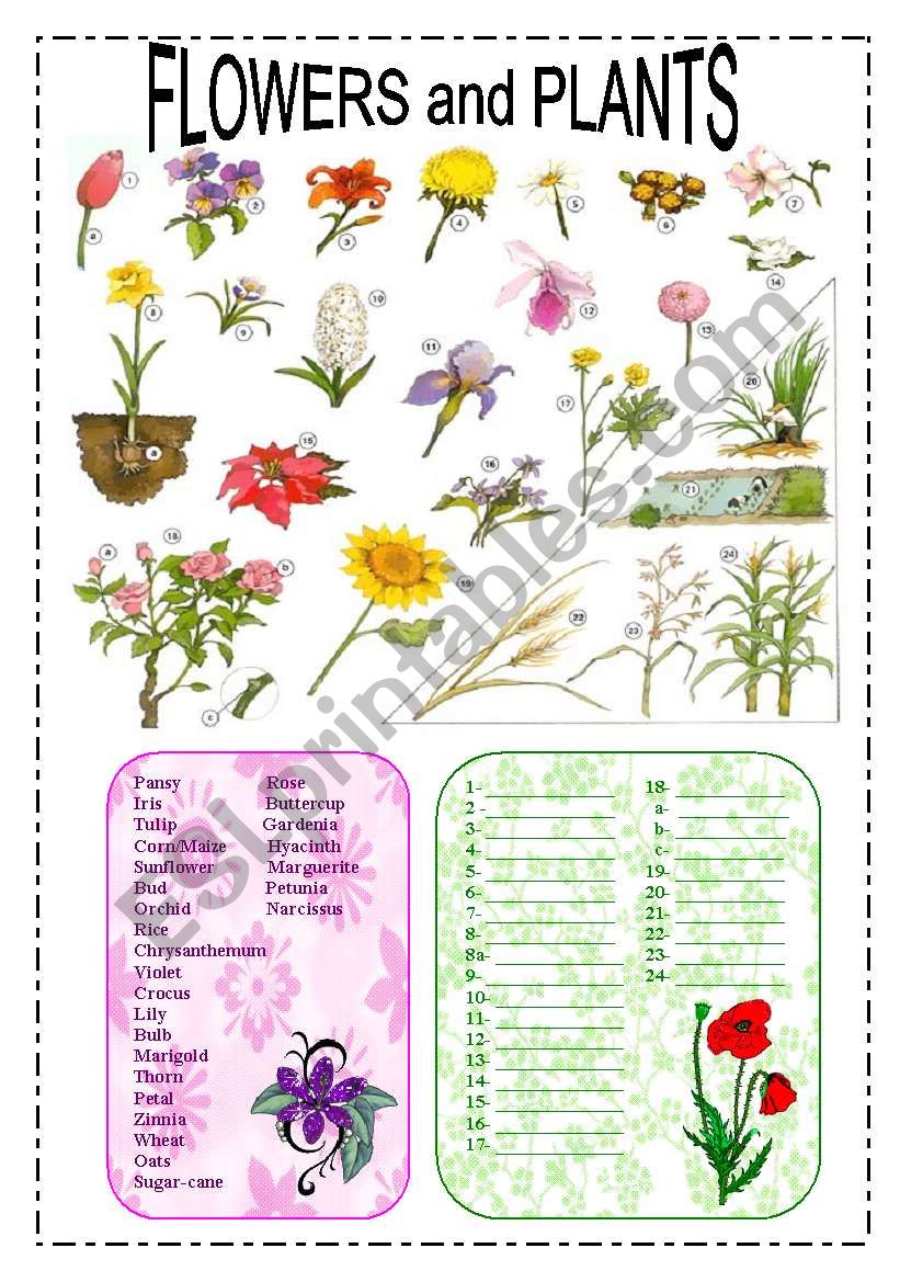 Flowers and plants worksheet