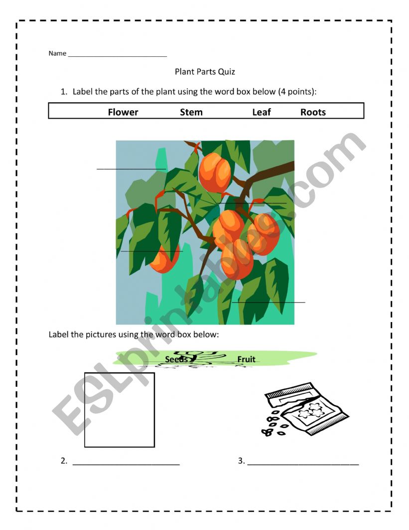 Plant Parts Worksheet - Quiz worksheet