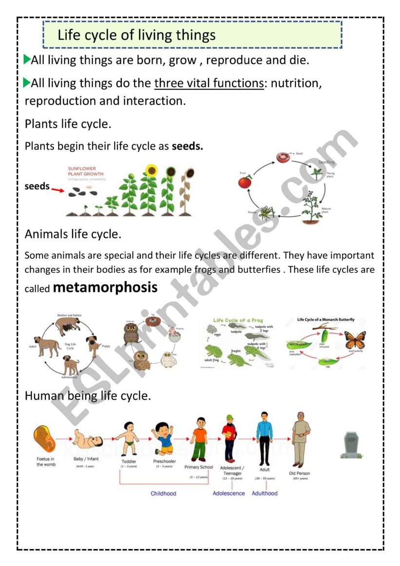 life-cycle-of-living-things-esl-worksheet-by-mrsteachert