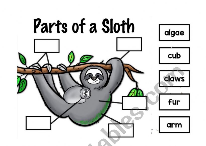 Sloth body parts worksheet
