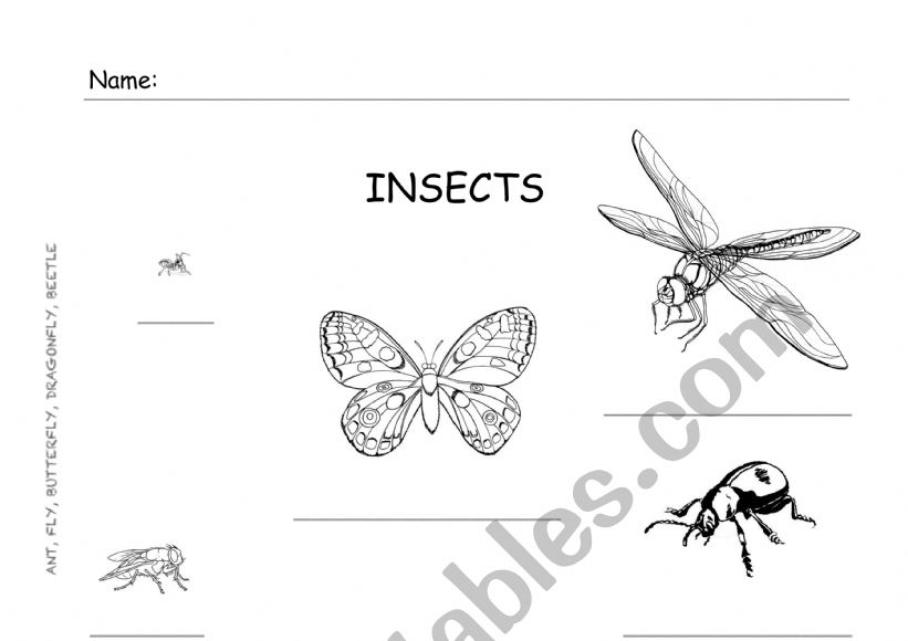 Insects (Ant, Beetle, Butterly, Dragonfly, Fly) 