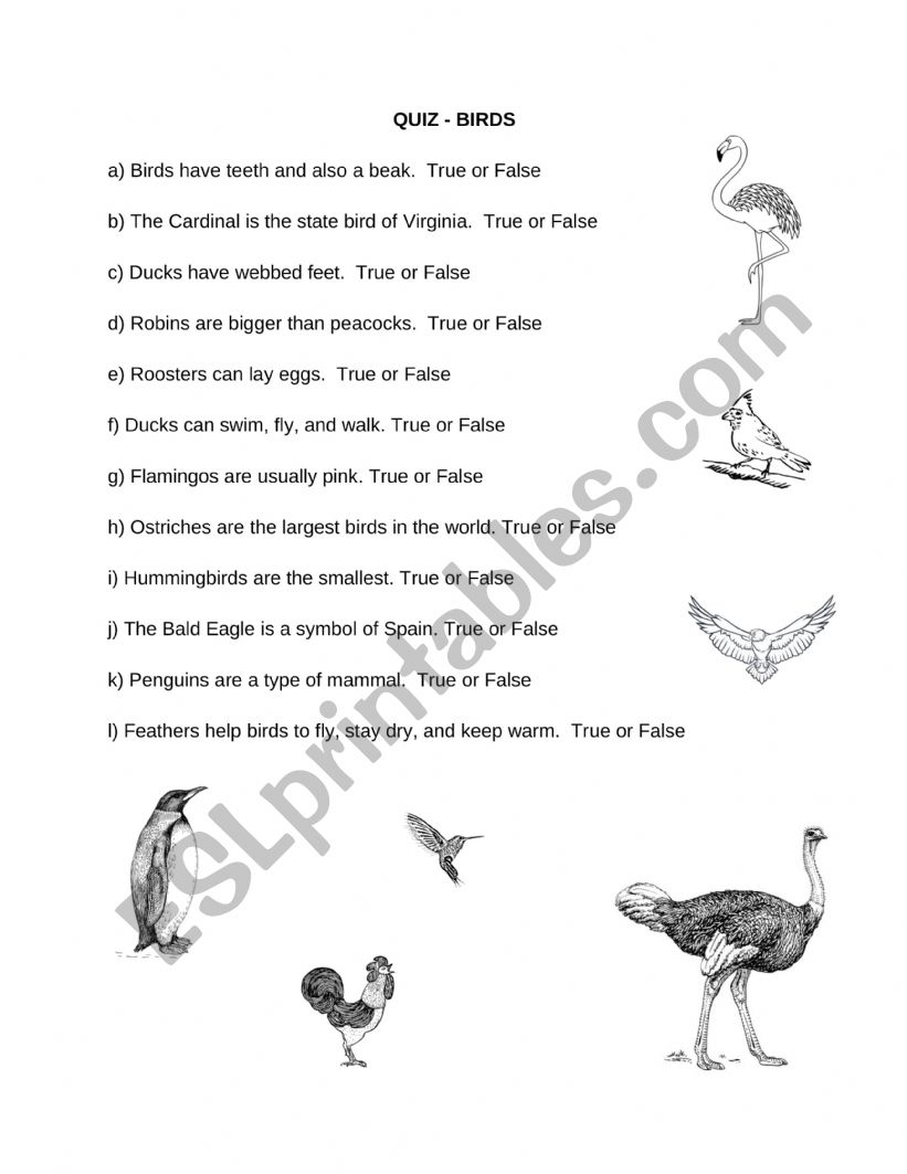 Birds Quiz/Worksheet worksheet