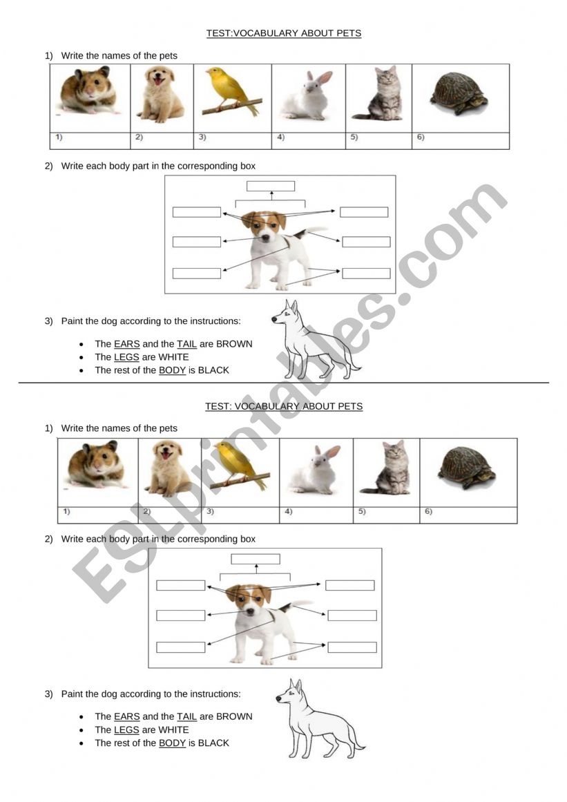 Vocabulary about pets worksheet