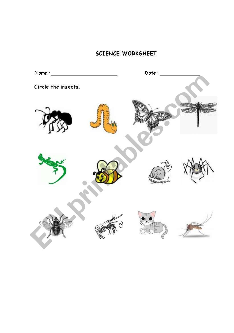 Circle the Insects. worksheet