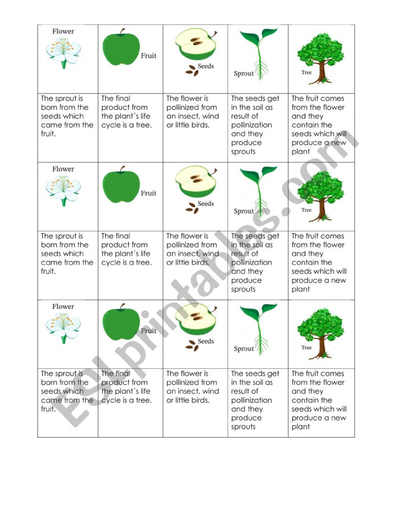 PLANTS CYCLE worksheet