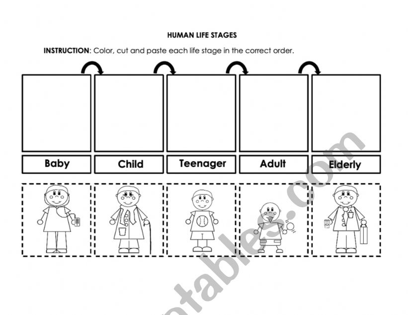 HUMAN LIFE STAGES worksheet