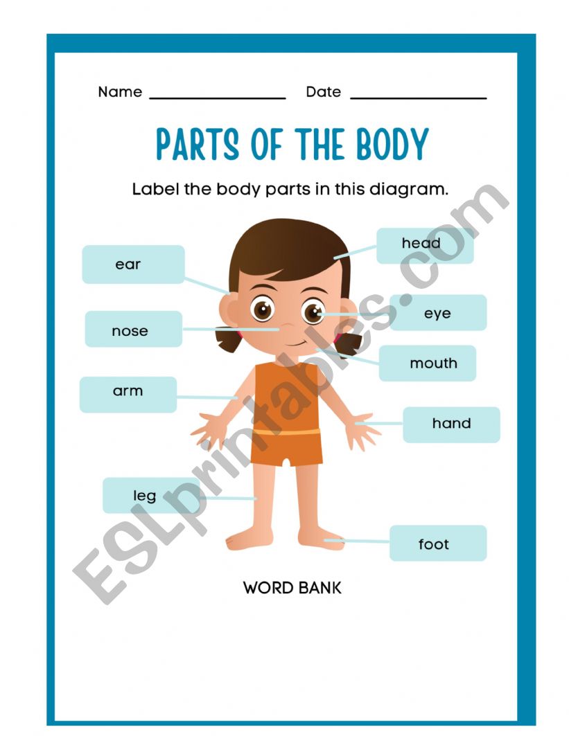 Parts of the Body  worksheet