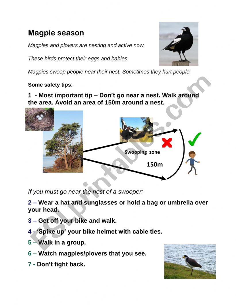 Magpies worksheet